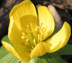 Blume